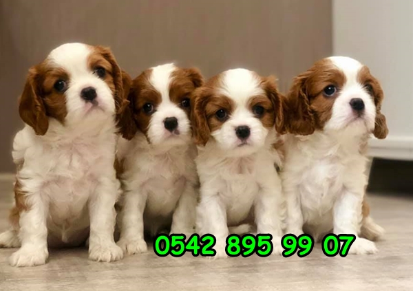 cavalier king charles yavru cavalier king charles yavru