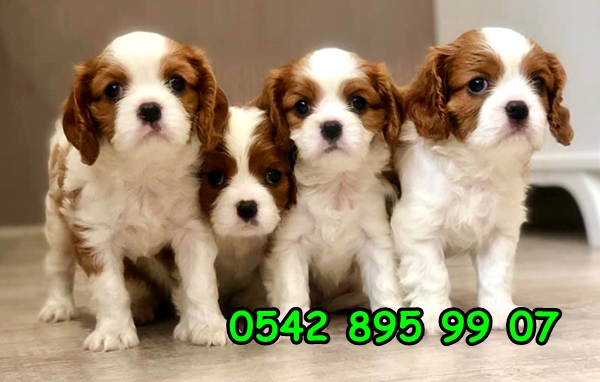 cavalier yavru cavalier yavru