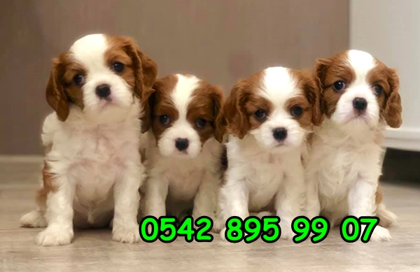 satılık cavalier yavru fiyatları satılık cavalier yavru fiyatları