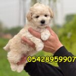 satılık maltipoo yavru