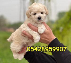 satılık maltipoo yavru