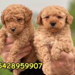 toy poodle yavrular