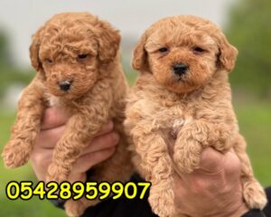 toy poodle yavrular